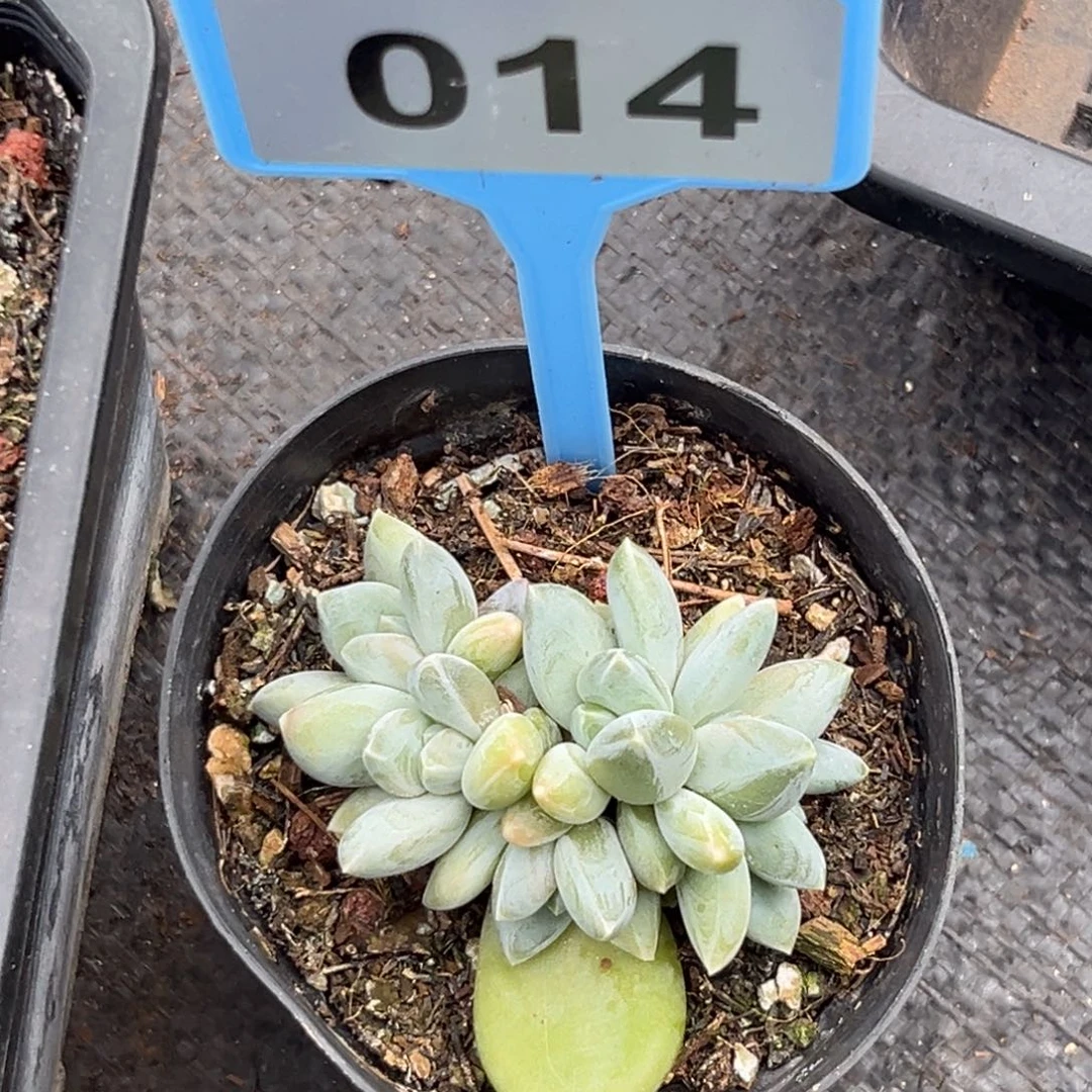 多肉植物多肉上色美人014