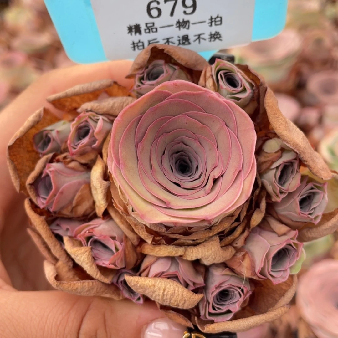 山地玫瑰679断枝不包损不售后
