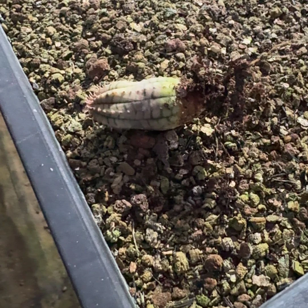 布纹球锦多肉植物