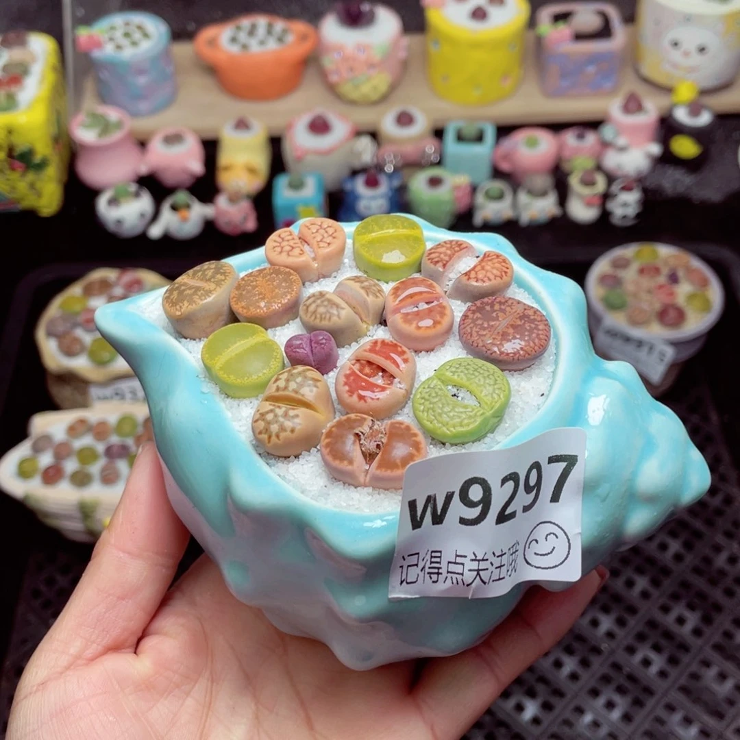 w9297 带盆土发货-零下地区拍保温箱