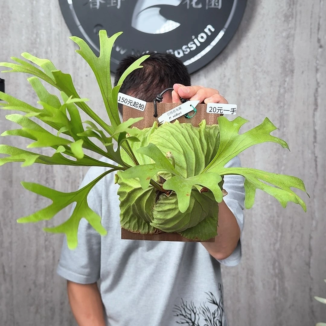 完全开放绿植绿植绿植绿植