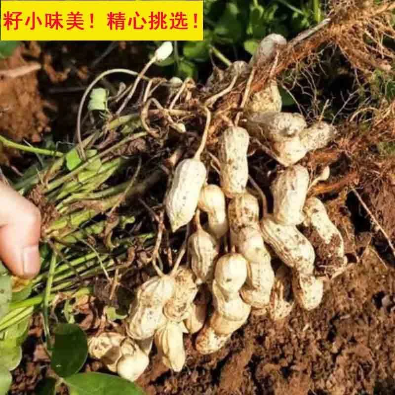 （拉拉）当季新鲜现挖带壳粉皮湿花生可生吃可水煮小籽花生
