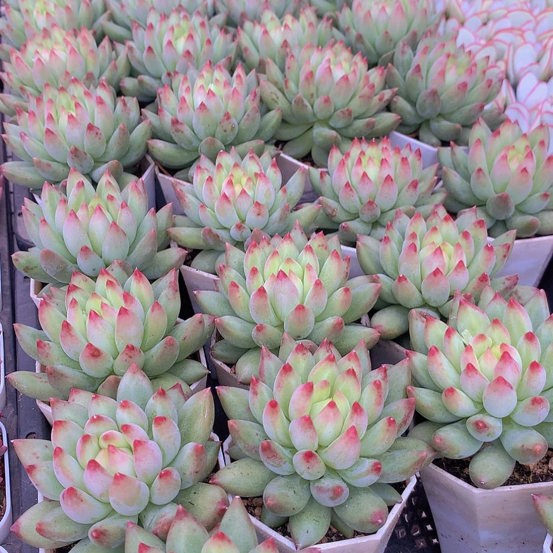 黄体虞美人两颗3568899345677