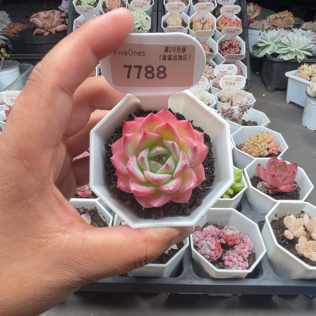 7788粉水晶5.0厘米