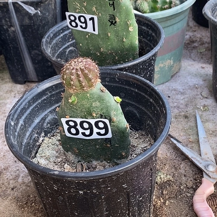 ʕ***ʔ仙人掌嫁接闺蜜899