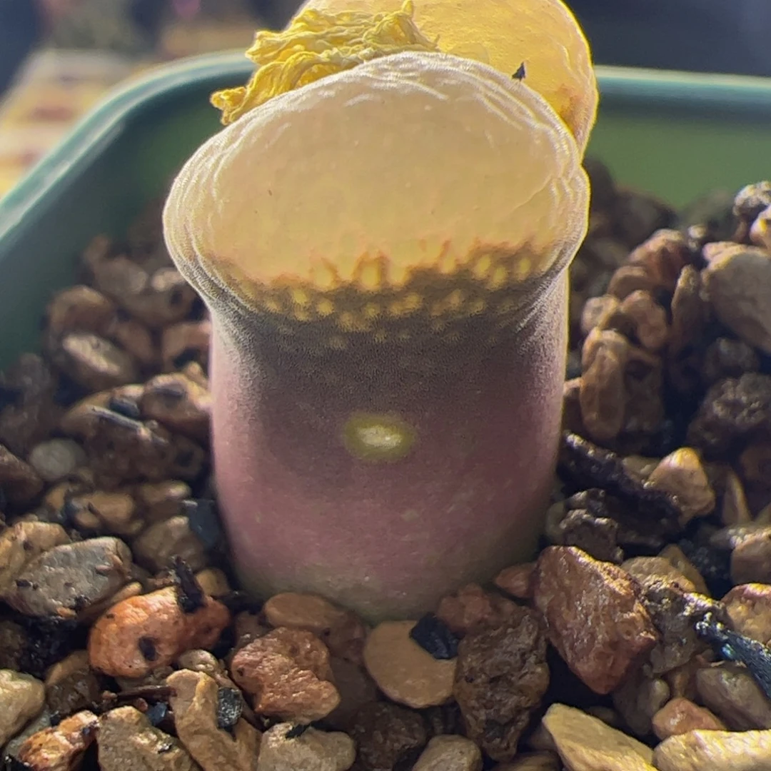 杂交紫体透白窗微瑕 030