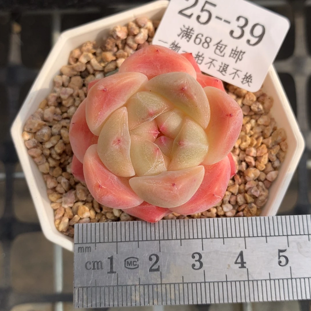 39。厚梦。黄粉体。一物一拍。