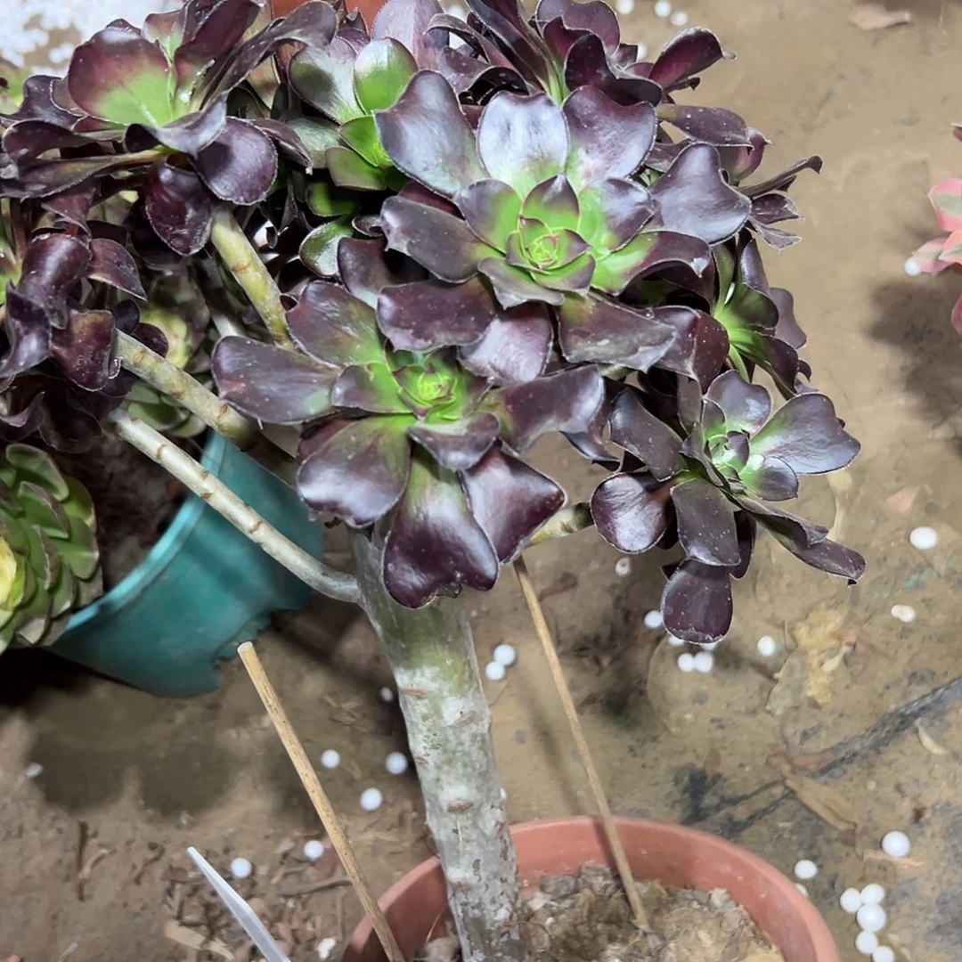 多肉333植物原液砍头