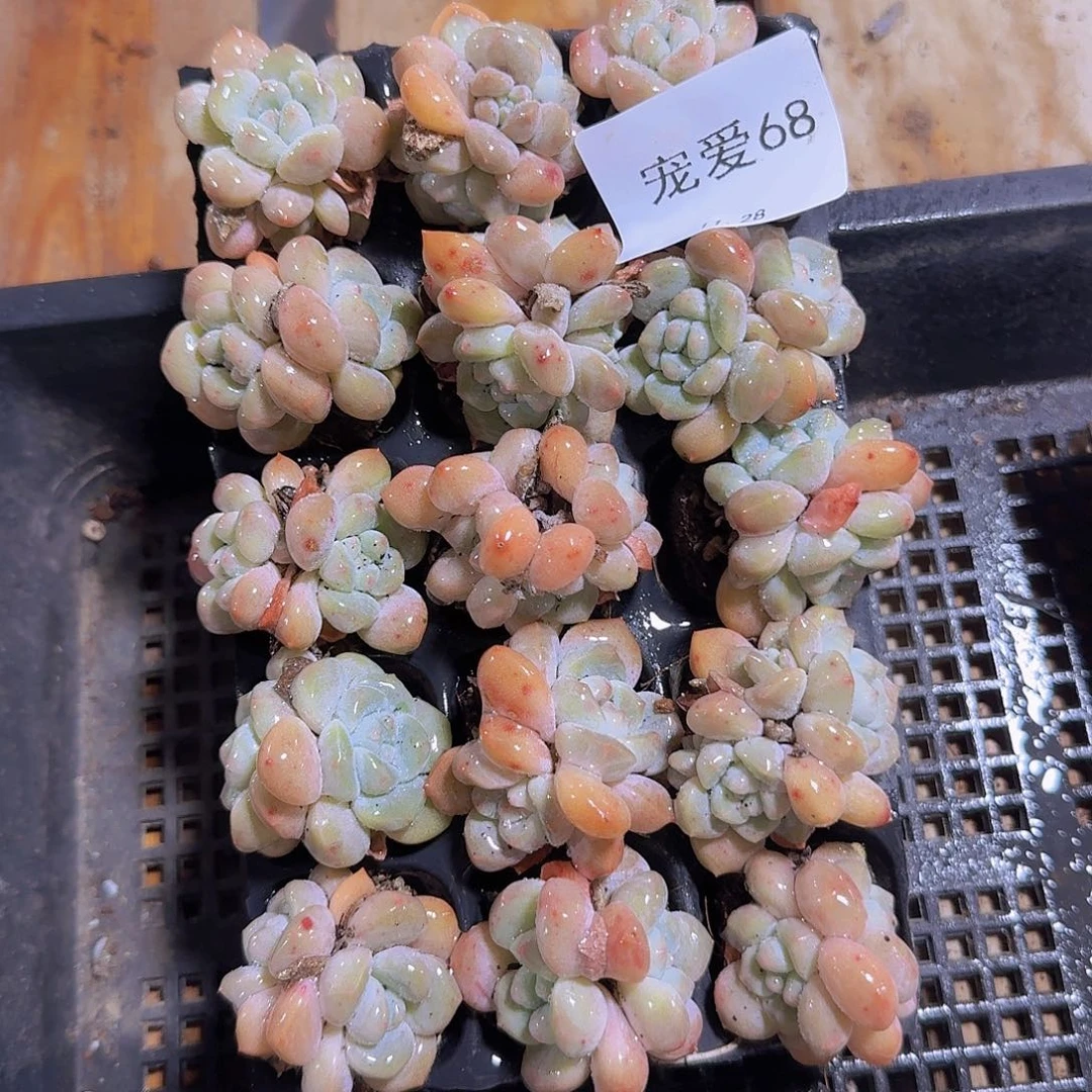 直播福利一物一拍68