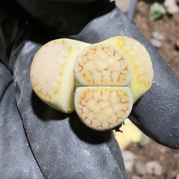 生石花11111。    199