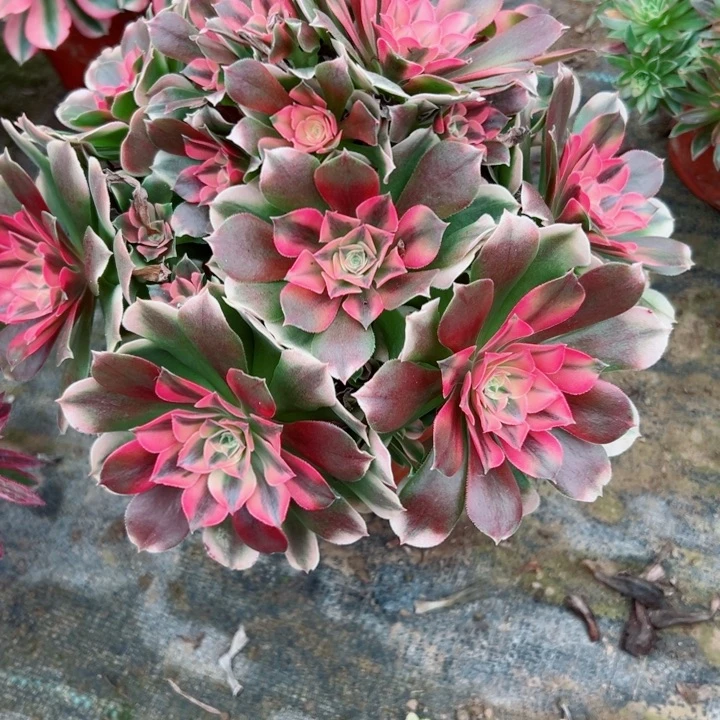 956香妃多肉植物