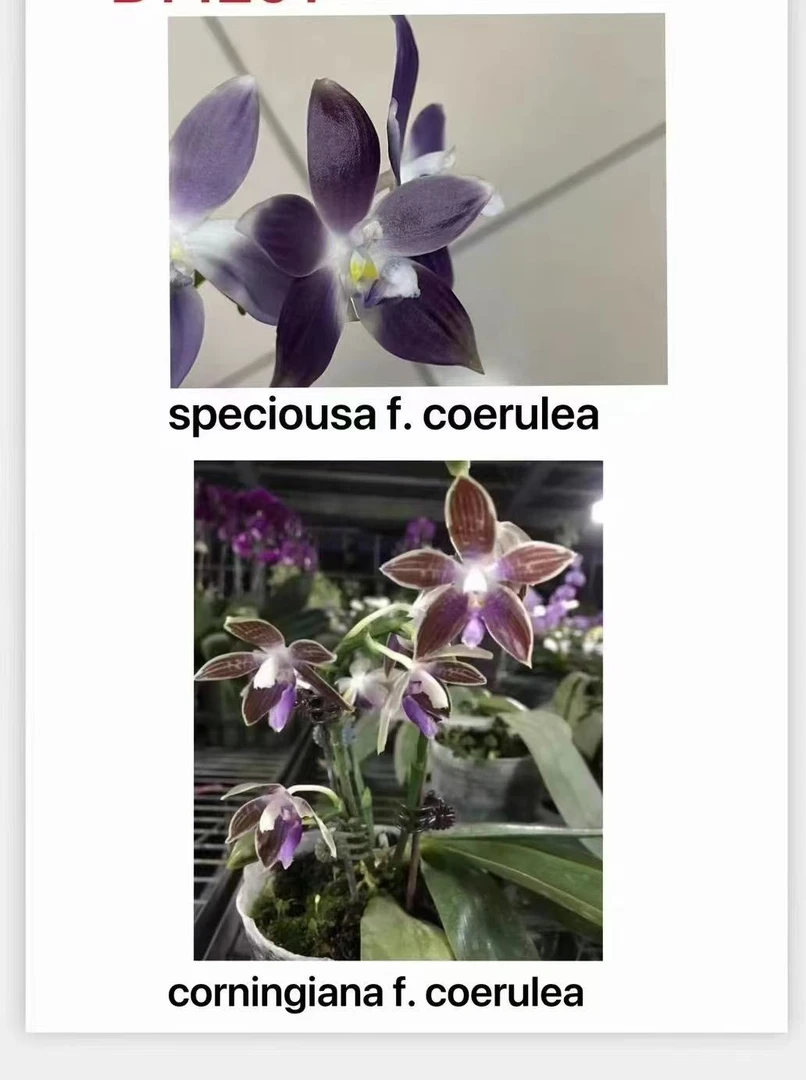 蝴蝶兰原生种蓝盾交科柠