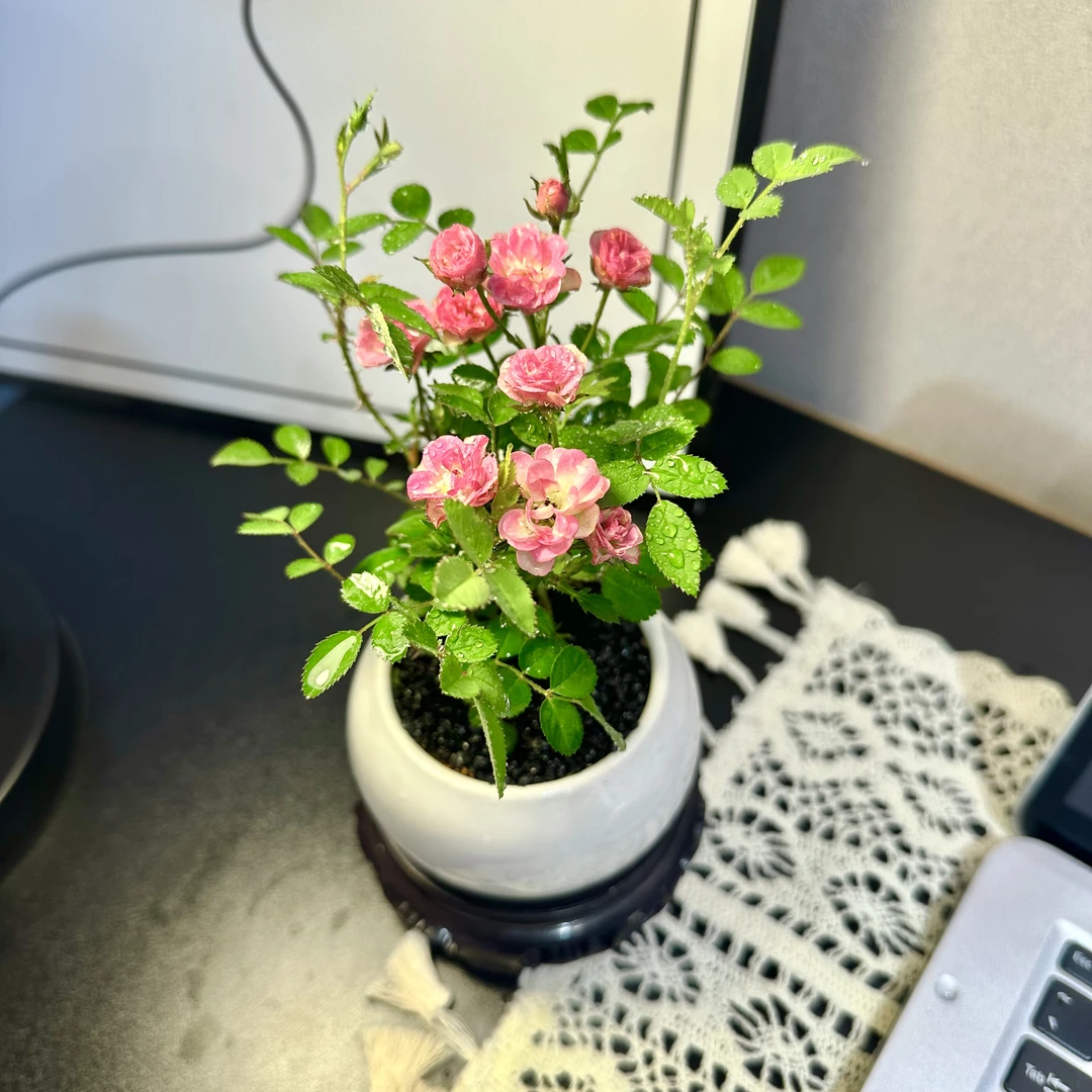 四季开花爆盆月季花懒人植物居家办公小型盆栽花卉室内外小盆景