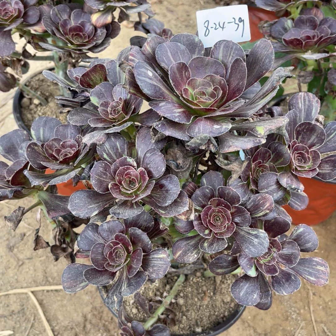 红***年8-24-39黑钻法师锦寄养