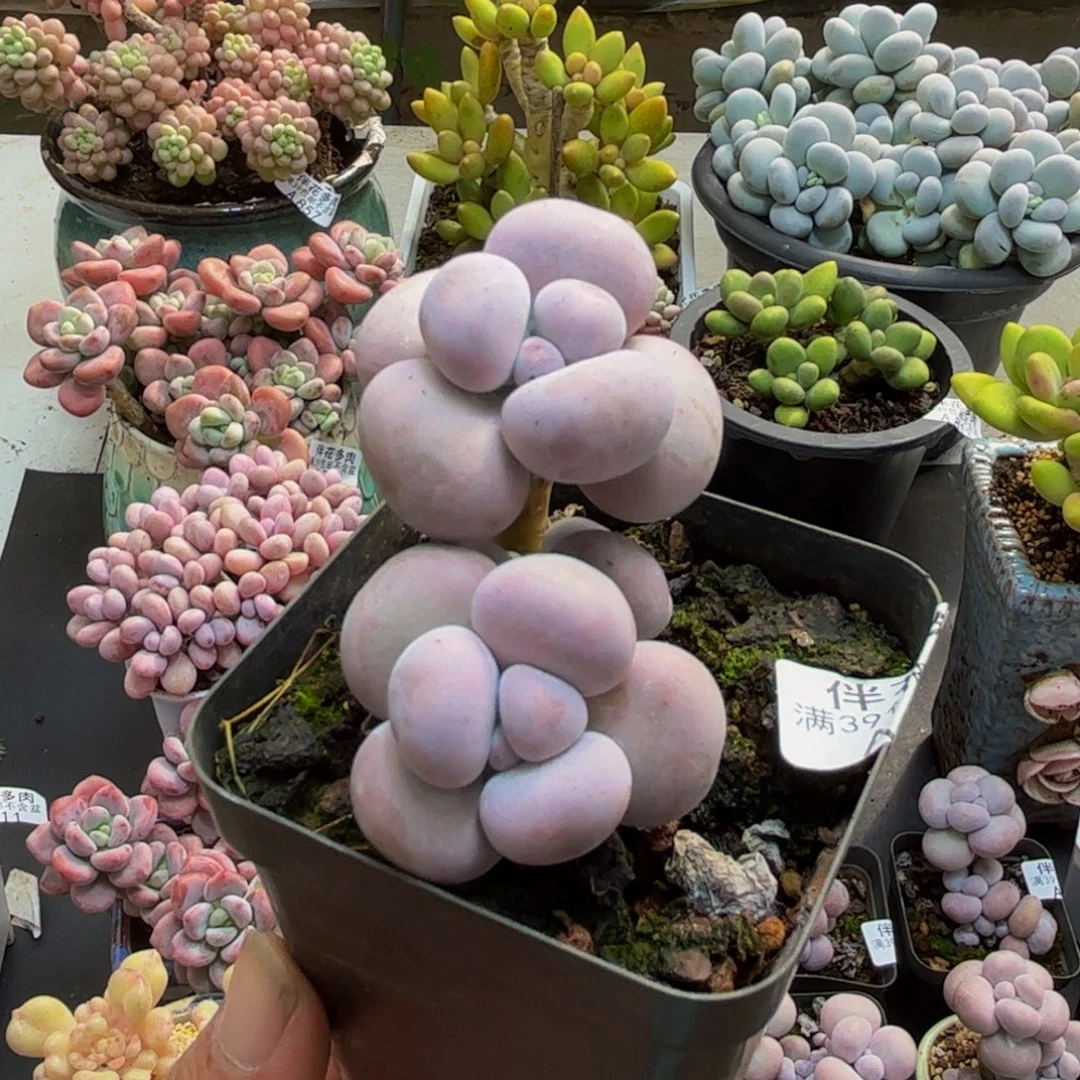 887芭比奶酪5cm多肉
