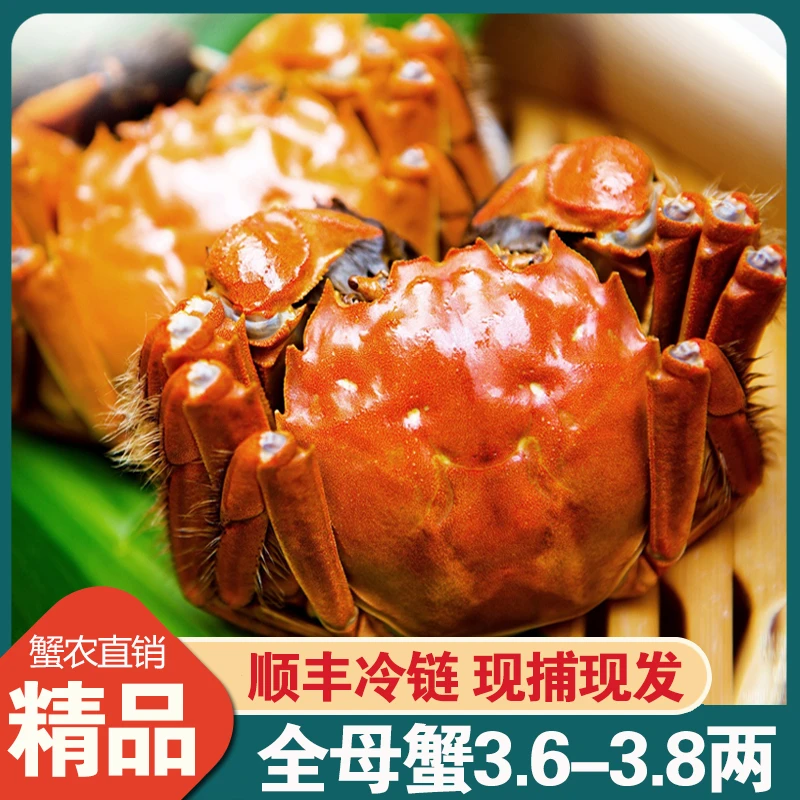 【活蟹】江苏大闸蟹母蟹3.6-3.8两10只 顺丰包邮