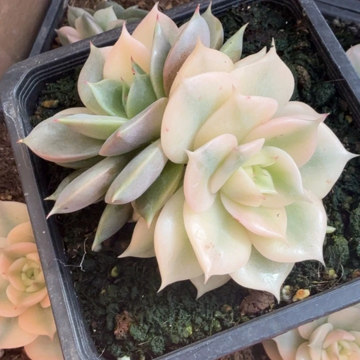 湖腹欧你锦一刻的锦