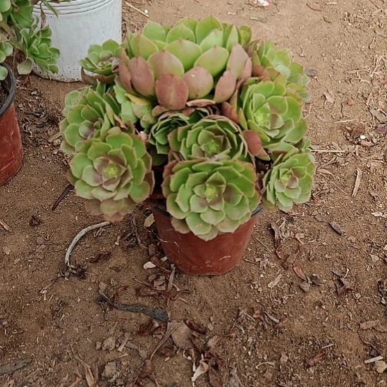 万圣节加急发货44