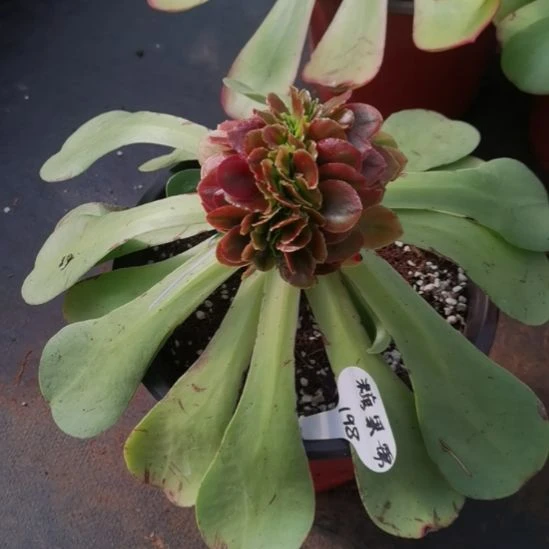 糖果锦缀化带砧木发货