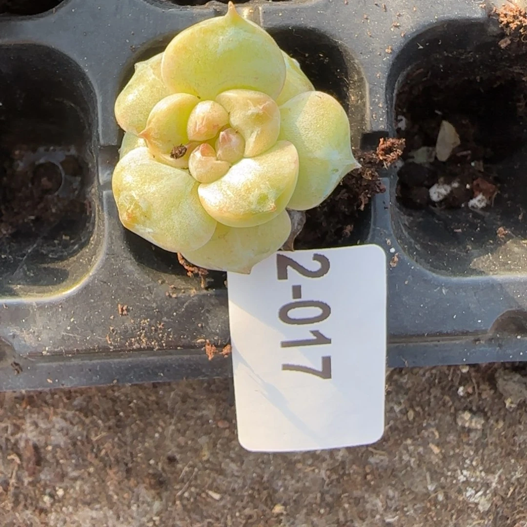 永***盛小卡拉米糖心一物一拍