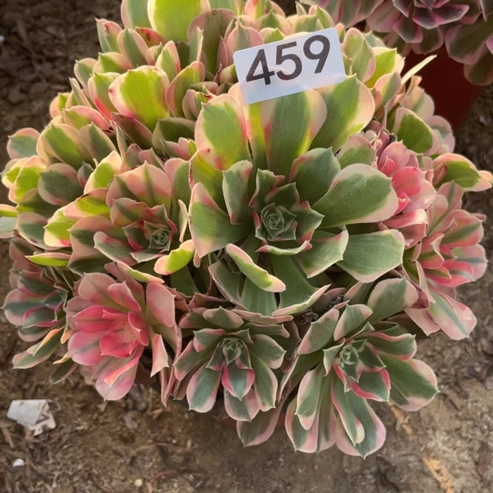 无花朵459对肉的粉女郎