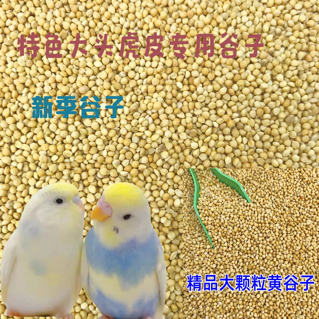 特色大头鹦鹉鸟粮
