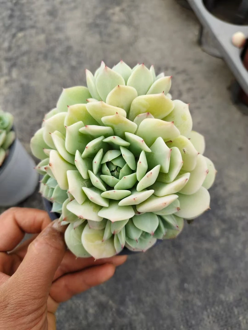 静夜 多肉植物新手好养（满9.9包邮）