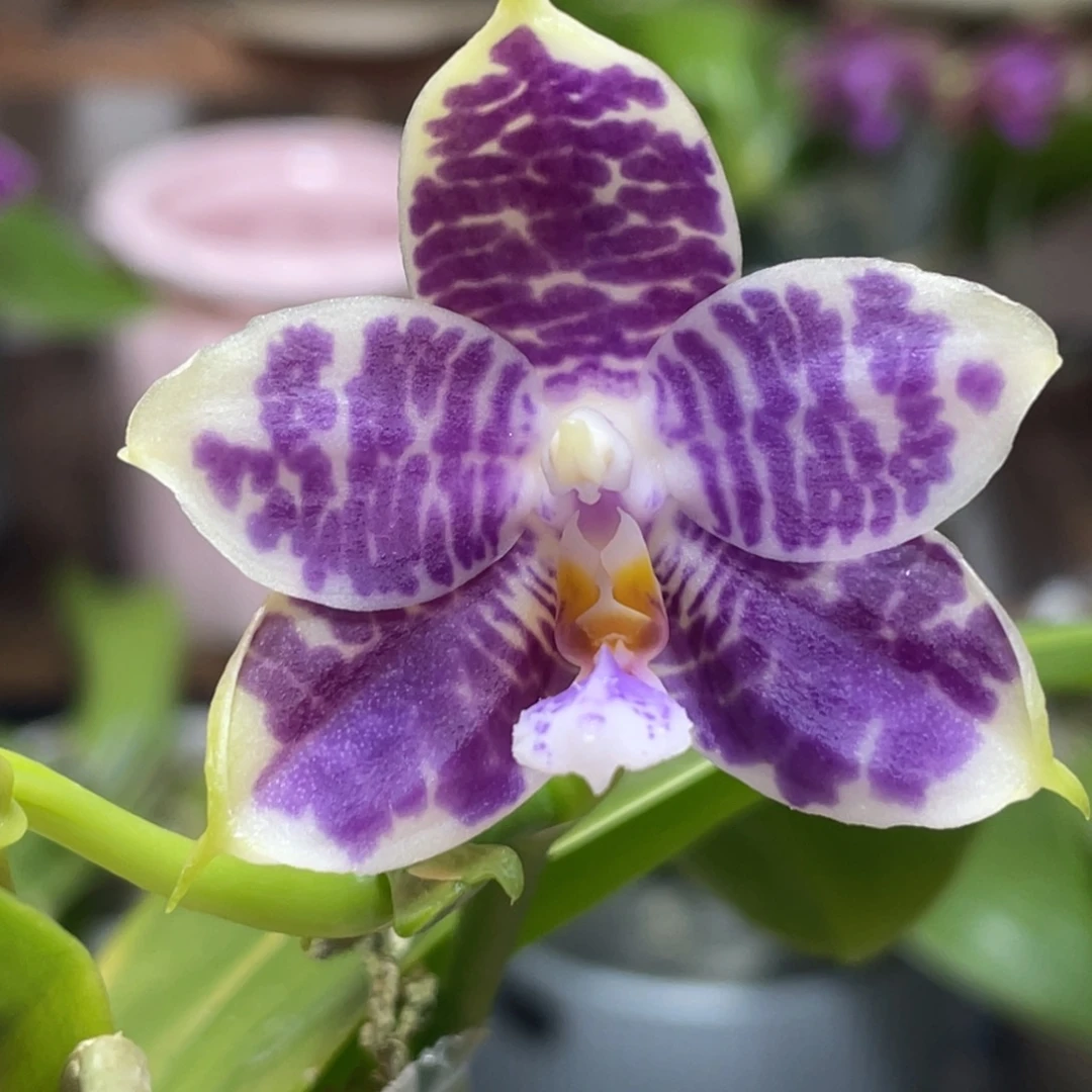 完全开放yc50，浓香