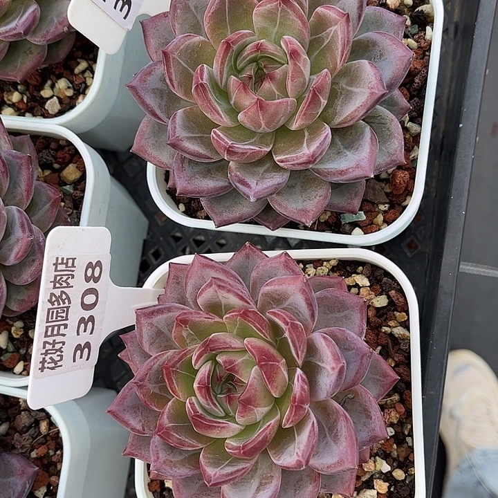 一***一多肉植物3308、3576