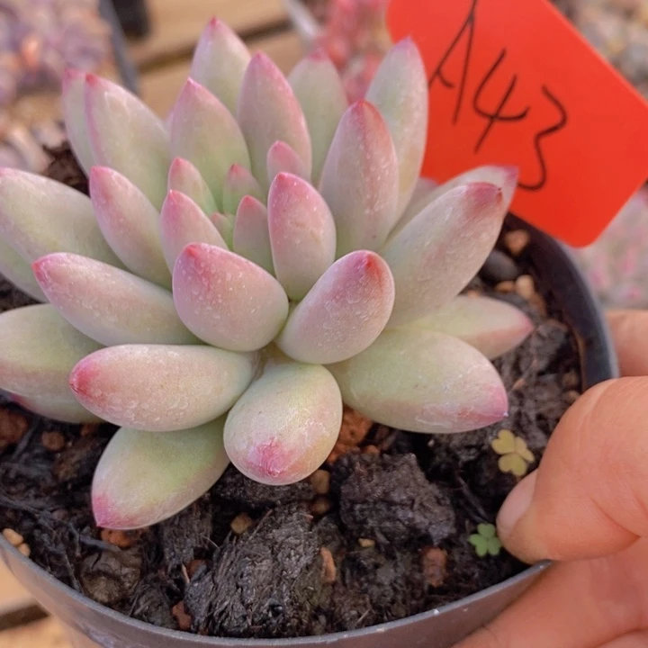 我要做什么事了呀