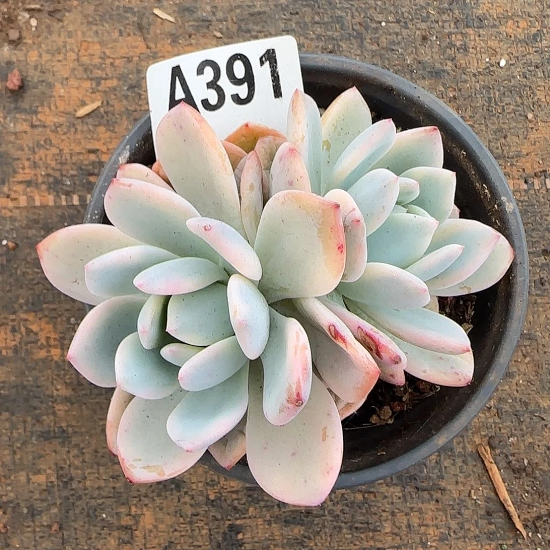 幽***的梦露锦双头A391号