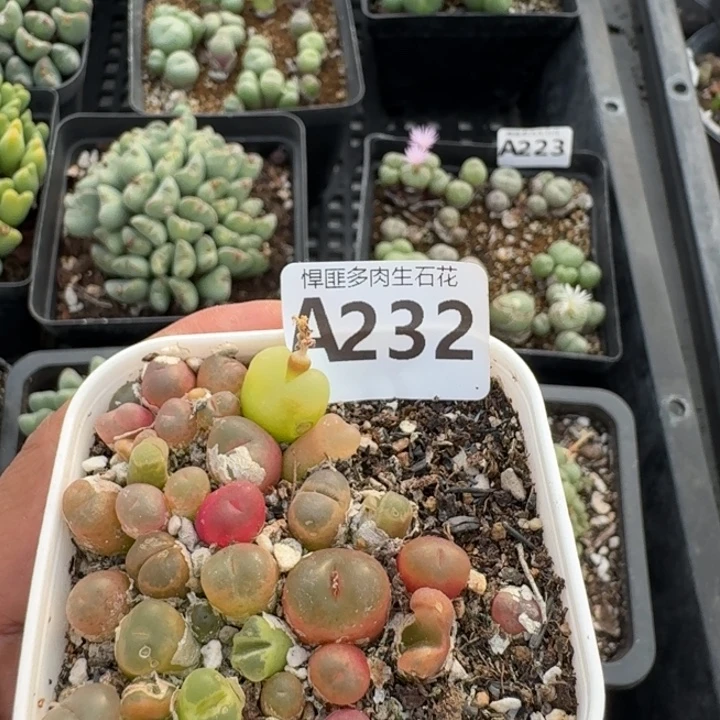 彤***宝232多肉植物多肉植物