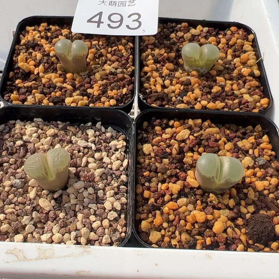 老**花0000493一物一拍脱土发4颗