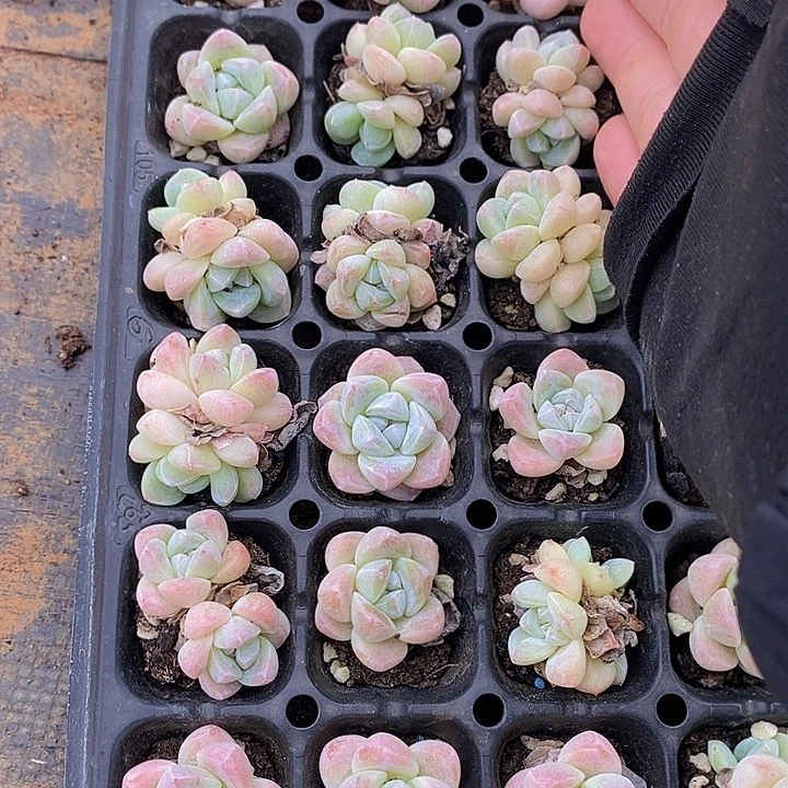 8 多肉植物盆栽花卉植物
