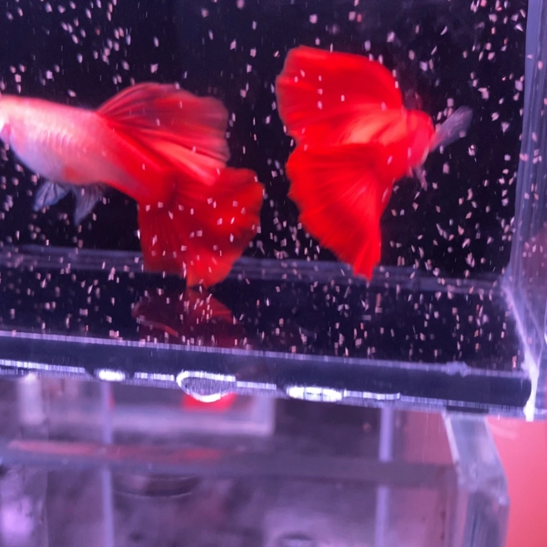 孔雀鱼精品血红一对