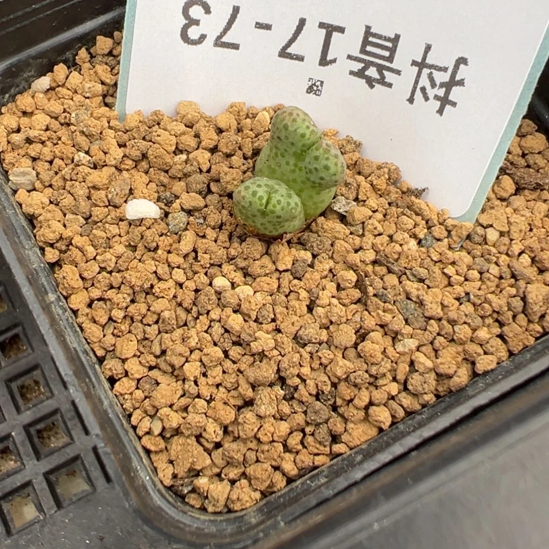 17-73肉锥多肉植物