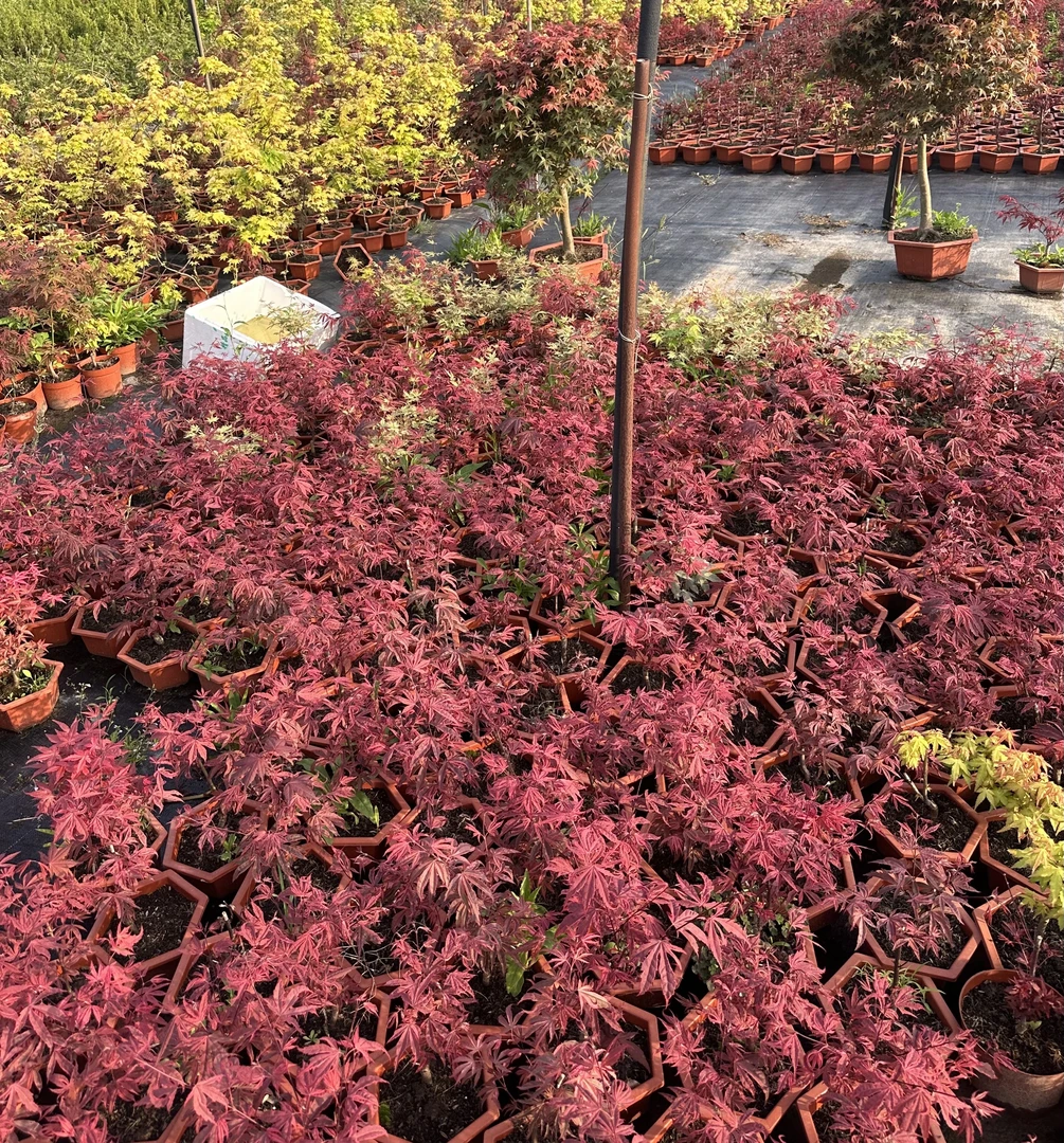 红枫红舞姬三季红黄金枫阳台盆栽花卉矮霸盆景树苗