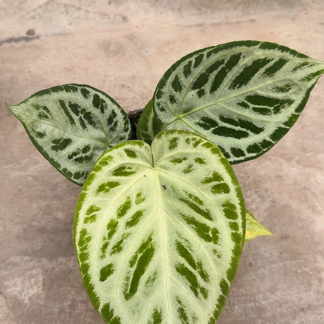 完全开放一物一拍银刷子N82