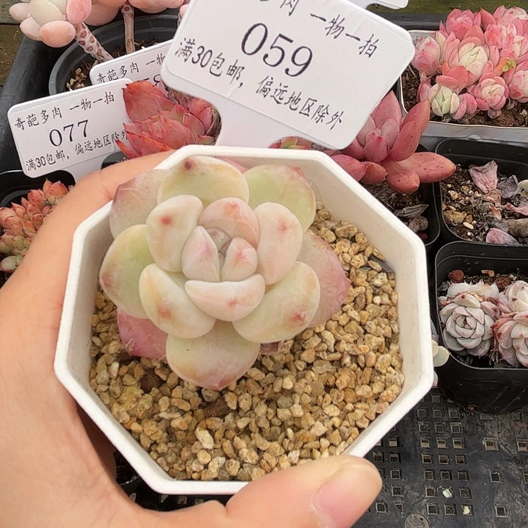 059 多肉脱土 群生不包整