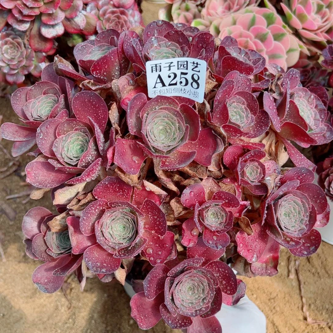 258魅金玫瑰尺寸28左右