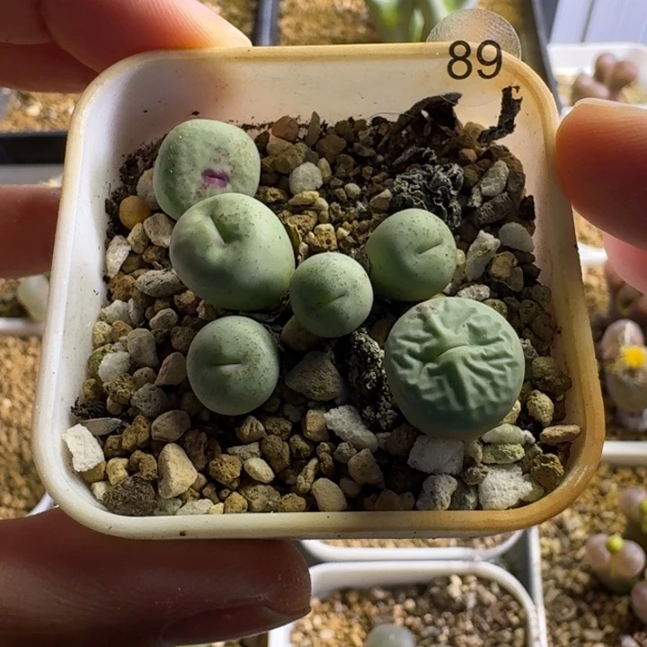 多肉89..............