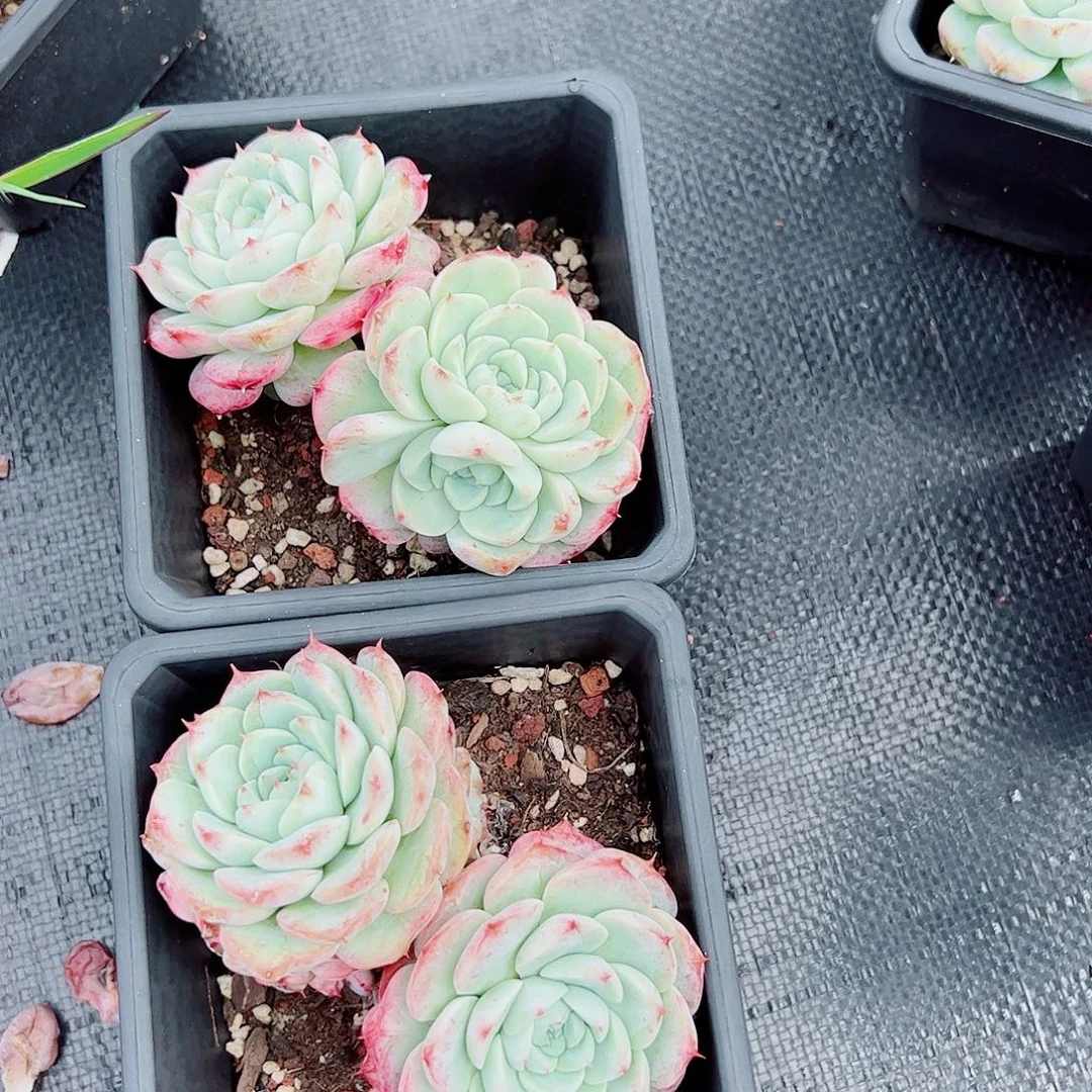 天鹅绒双头起发整桩整群2盆