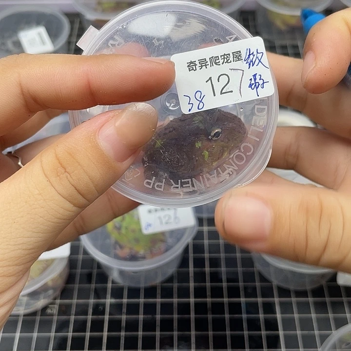 微瑕变异127大姐专拍