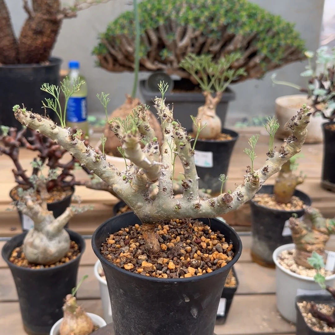410黑皮月界块根植物