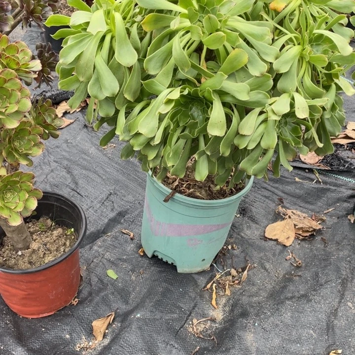 50原始绿法师多肉植物