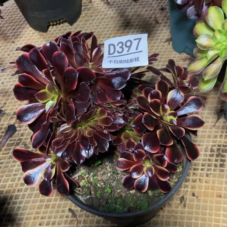 【闪购商品】397欧嘉莉多肉