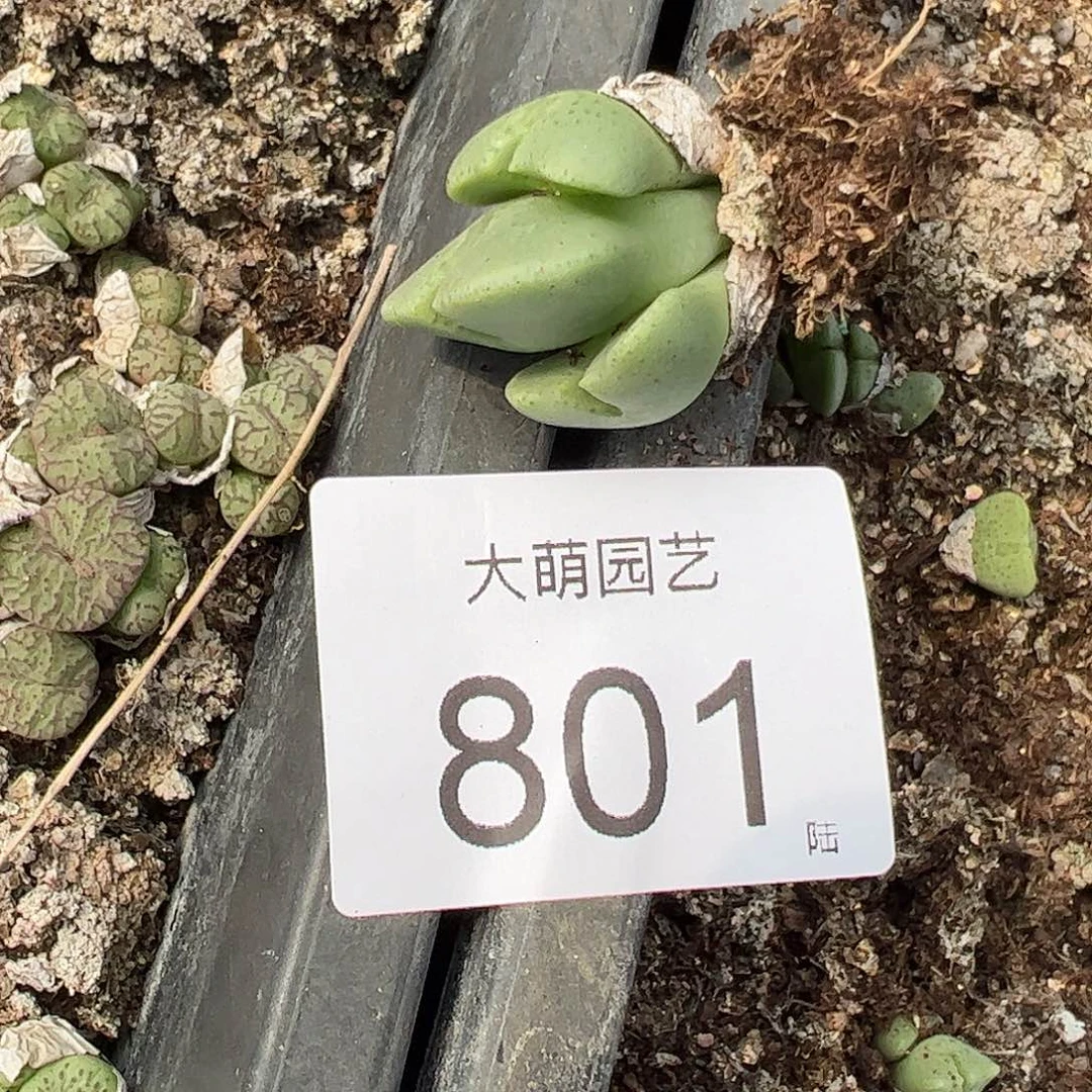 一物一拍。        801