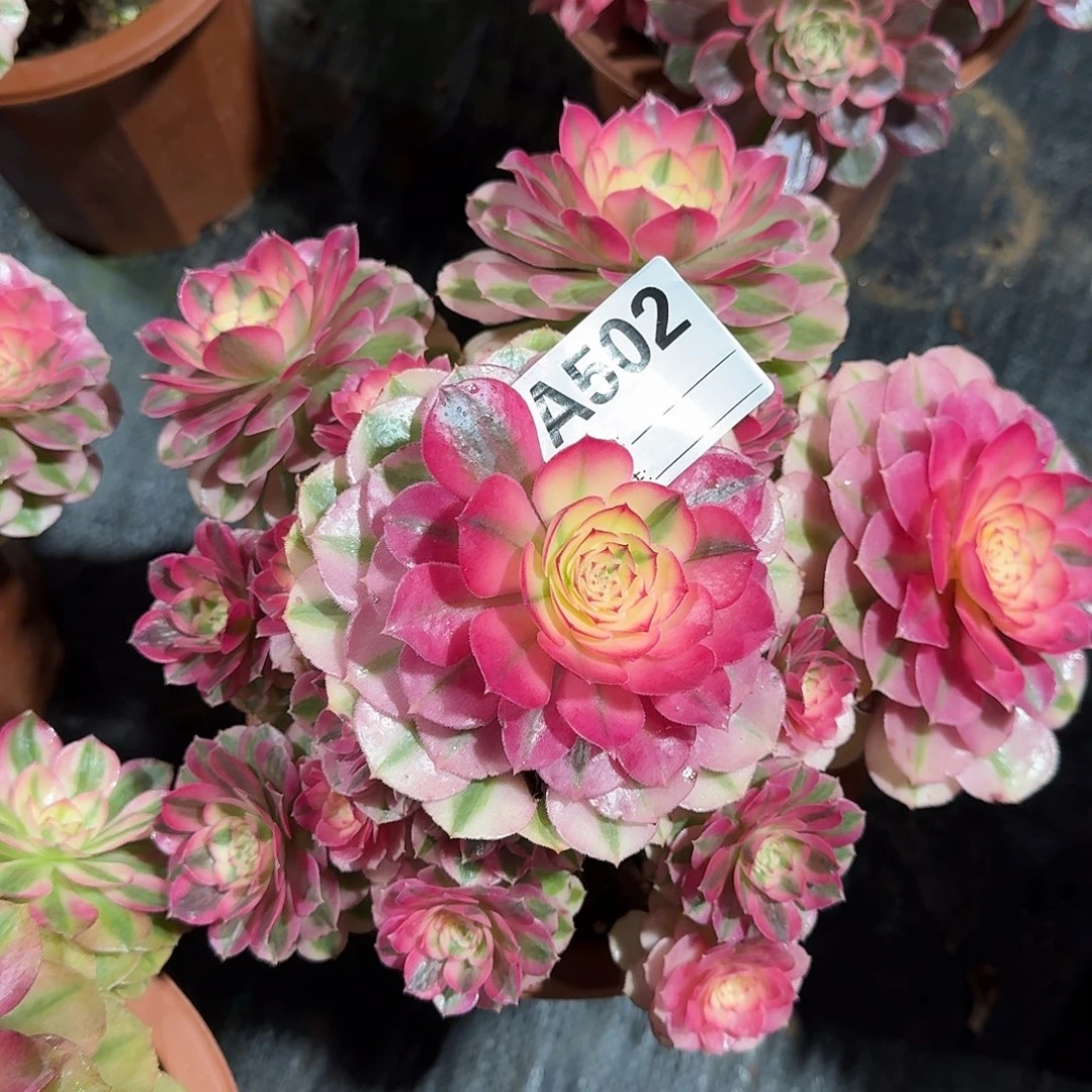 倾城多肉法师a502