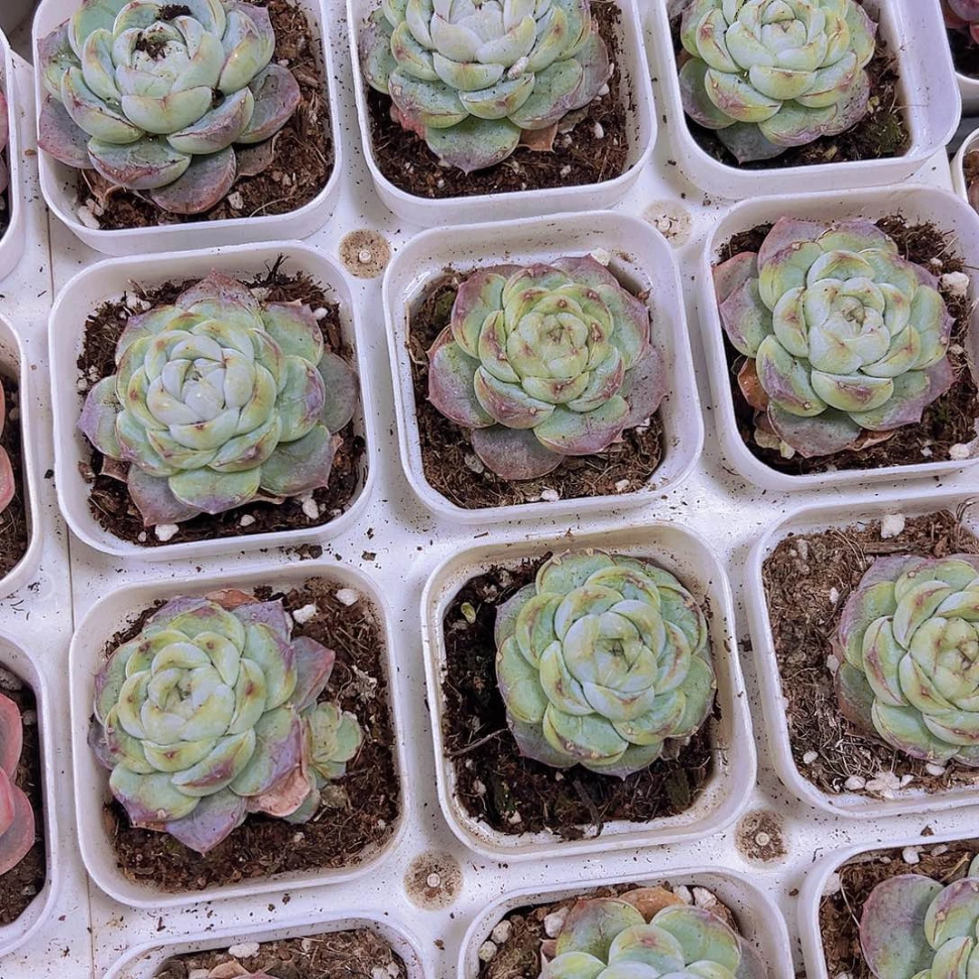 单头胖虎19包邮多肉植物