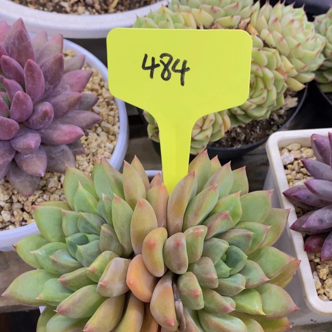 活动专场，最后一场，一单包邮